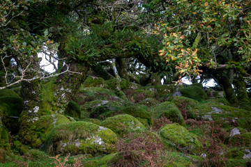 Dartmoor forest is in Dartmoor National Park ,Rural Devon, UK