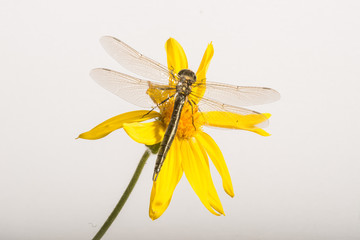 Dragonfly on Arnica - Dorsal View