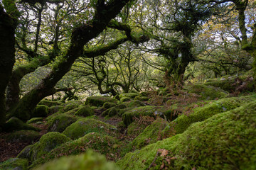 Dartmoor forest is in Dartmoor National Park ,Rural Devon, UK