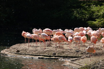 Obraz premium Животные