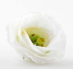 White rose isolated on white background