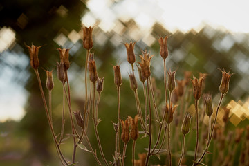 a beautiful picture of columbine flower seeds in the spring sunshine in the garden with a colorful...