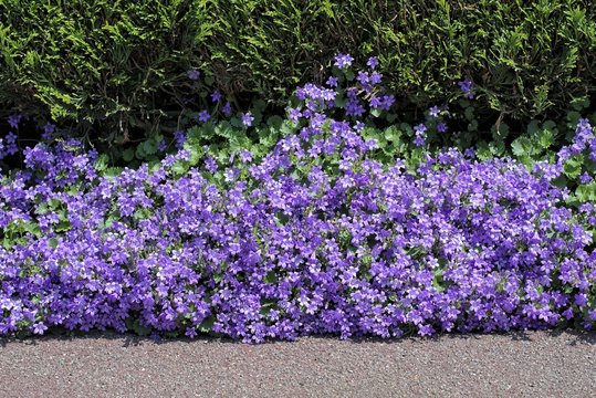 Nature,flowers,environment and flora: beautiful violet flowers Campanula Portenschlagiana planted between a street footpath and a hedge.