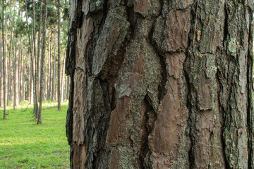 Pine trees in the forest. Bark And the tall corners of tall pines see the sky.