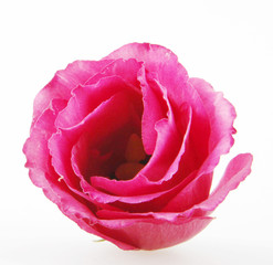 Fototapeta na wymiar Rose close up, isolated on white background