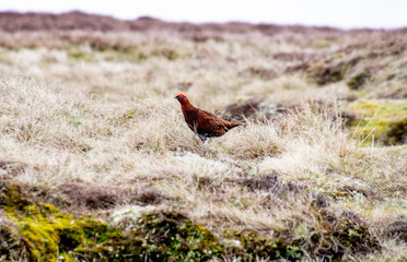 Grouse