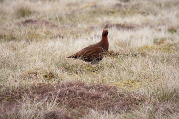 Grouse