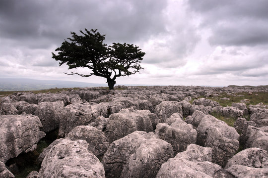 Single isolated tree perched on a limestone pavement in The Yorkshire Dales 