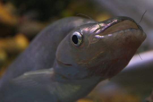 Fish : Common sheatfish (Kryptopterus apogon) 