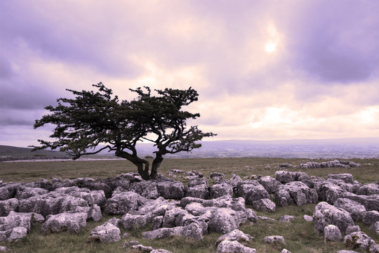 Isolated tree on a limestone pavement set against a dramatic colourful sky, in The Yorkshire Dales National park