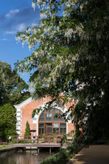Garden with blooming acacia tree