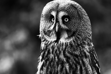 Chouette (version noir et blanc)