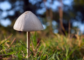 Mushroom