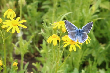  Butterfly on a flower