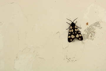 butterfly on the wall
