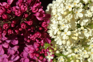A beautiful multicolored bouquet of lilac. Close-up. Background.