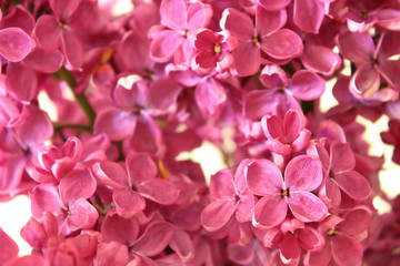 Naklejka na ściany i meble Beautiful flowers of lilac. Close-up. Background.