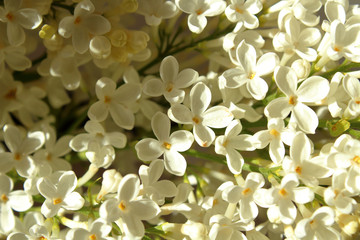 A beautiful bouquet of white lilac. Close-up. Background.