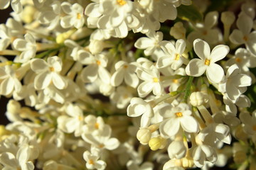A beautiful bouquet of white lilac. Close-up. Background.