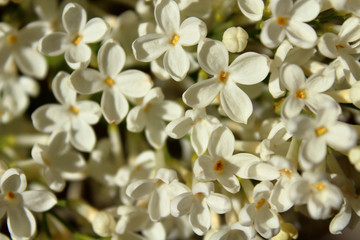 White flowers of lilac. Close-up. Background. Texture.