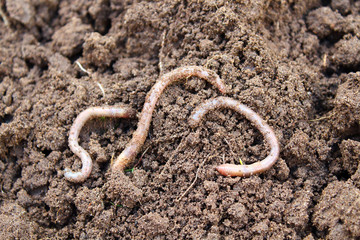 Earthworms on the surface. Close-up. Background.