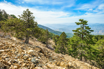 Fototapeta na wymiar Mountain forest landscape, Troodos nature trail, Cyprus