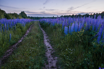 Fototapeta premium Lupine field