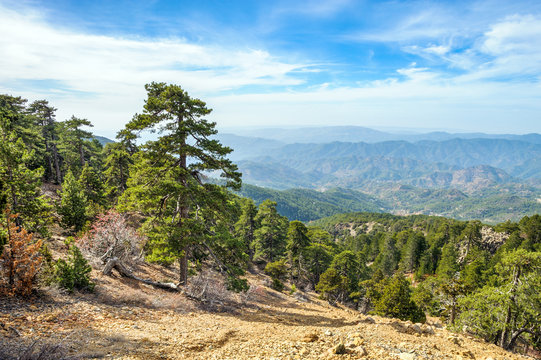 Fototapeta Mountain forest landscape, Troodos nature trail, Cyprus