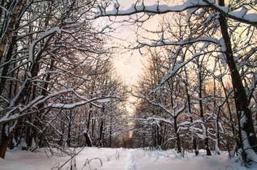 Walking in the winter forest