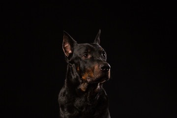 Obraz premium Doberman Pinscher against black background front view