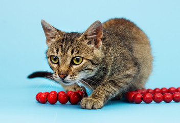 tabby cat looking at blue background