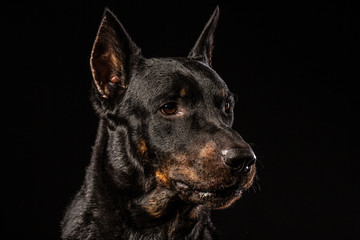 Obraz premium Doberman Pinscher against black background front view