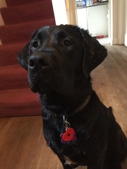Poppy Day labrador