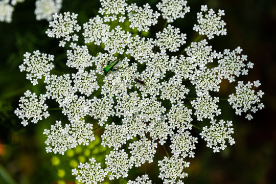 Infiorescenza ad ombrello