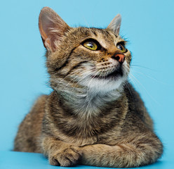 Fototapeta premium tabby cat looking at blue background