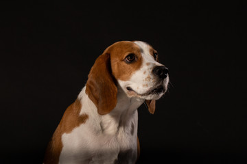 Beagle dog on the black background