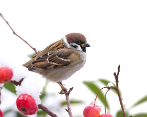 Tree sparrow sitting in a snow covered apple tree