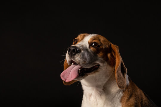 Beagle dog on the black background
