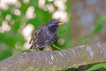 Starling bird sitting on a tree branch