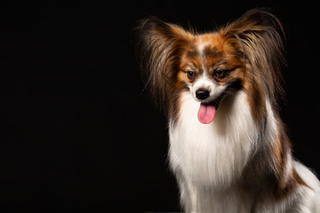 Portrait of a Papillon dog against dark background