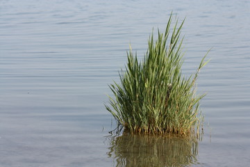 grass in water 
