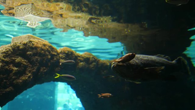 aquatic animals, cod fish floats in large underwater tank in blue water close-up