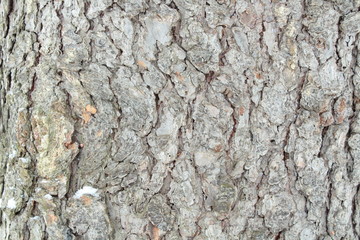 Bark of pine close-up. Background. Russia, January, 2018.