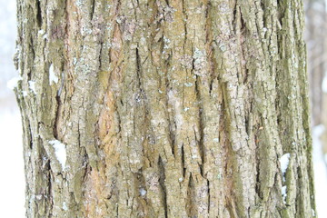 Bark of pine close-up. Background. Russia, January, 2018.