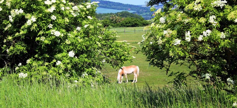 Pferd auf der Koppel