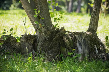 Snag in the forest