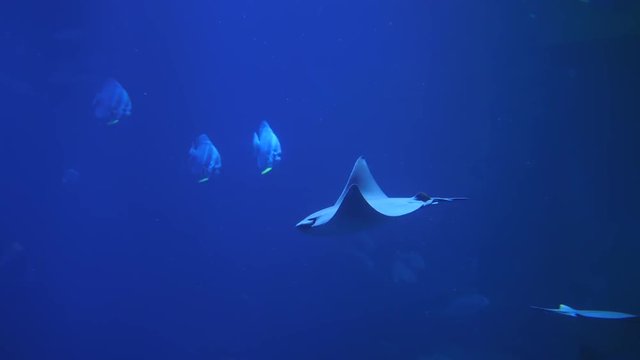 fish stingrays float in clear blue water in large aquarium close up