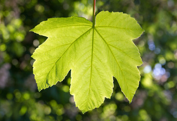 Maple tree leaf.