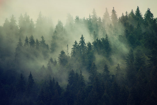 Fototapeta Misty landscape with fir forest in hipster vintage retro style