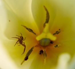 Spider in a flower